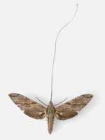 Darwin’s moth, perfectly adapted to drink from a long-spurred orchid.