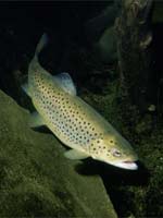 The brown trout increases the numbers of its prey by eating it!