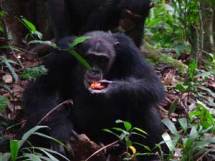 Different chimpanzee groups have distinct cultural traditions.