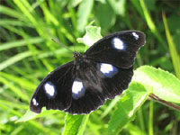 Male blue moon butterflies have evolved resistance to Wolbachia in record time.