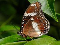 Female blue moon butterflies dominated Samoa until recently, thanks to Wolbachia infections