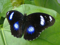 Males of the blue moon butterfly has staged an amazing comeback.