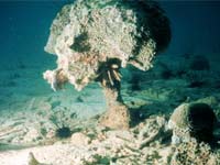 Corals bleach when temperatures rise