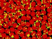 Wolbachia in yellow infecting insect cells in red.