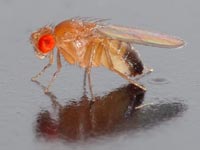 Drosophila ananassae has a stowaway in its genome.