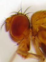 Drosophila’s tongue can pick up carbon dioxide dissolved in liquids.