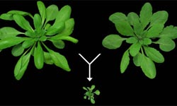Hybrid necrosis in Arabidopsis is the result of clashing immune system genes