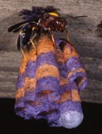 A paper wasp foundress begins the task of building a hive.