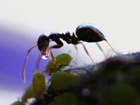 An ant receives honeydew from an aphid