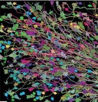 Brainbow - psychedelic neuroscience