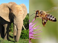 Elephants turn tail at the sound of bees