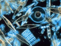 Solving the San Francisco plankton mystery