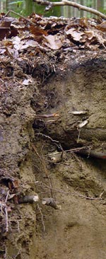 Soil changes characteristics with depth