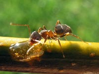 The ant’s success is tempered by the vulnerability to infections.