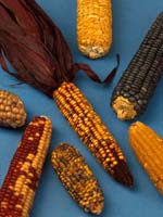 Types of maize
